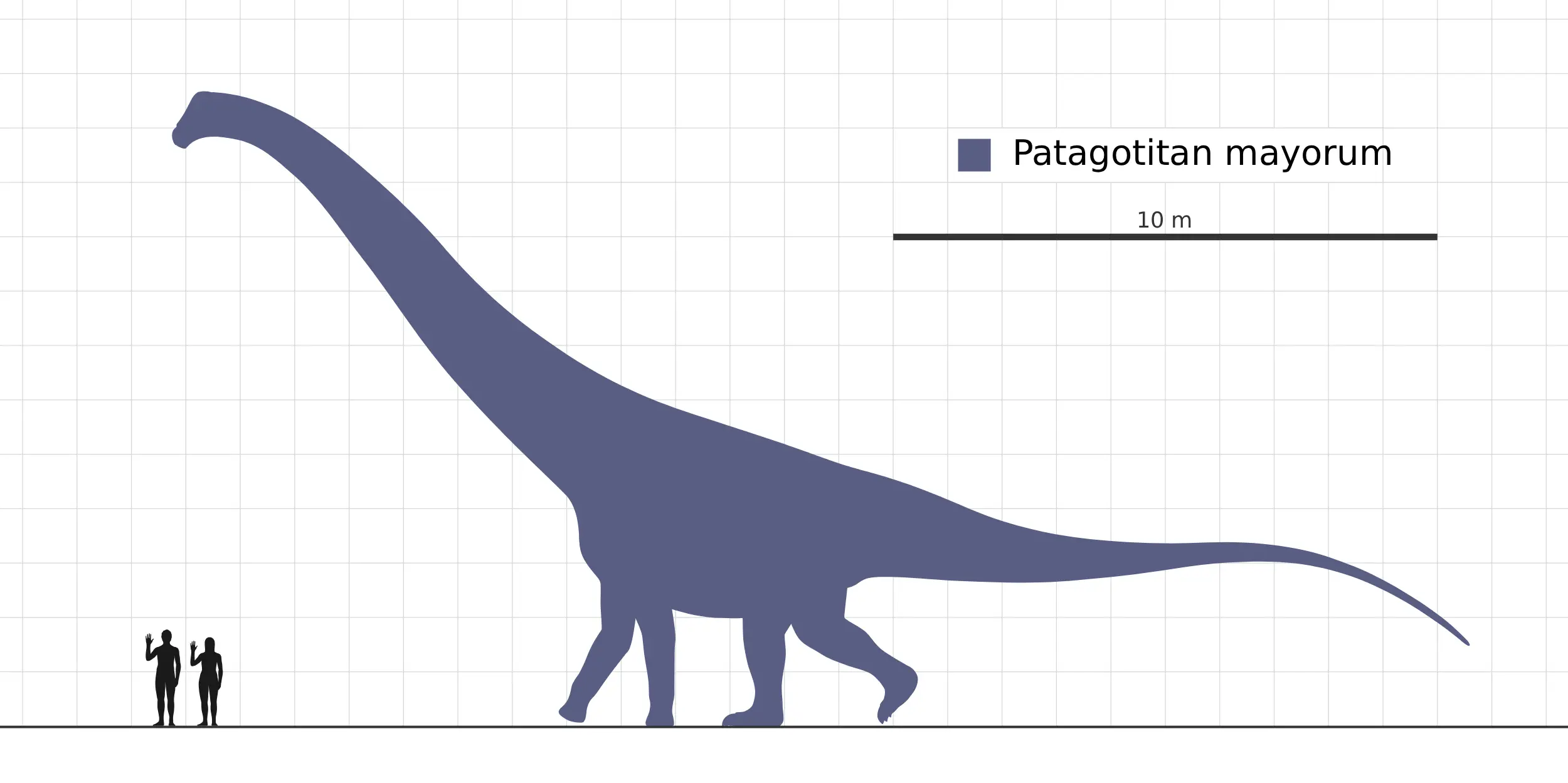https://commons.wikimedia.org/wiki/File:Patagotitan-Scale-Diagram-Steveoc86.svg