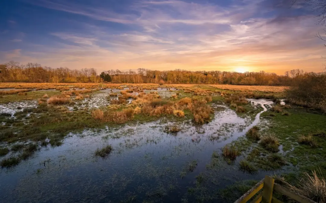 Nene Park Heron Meadow Peterborough