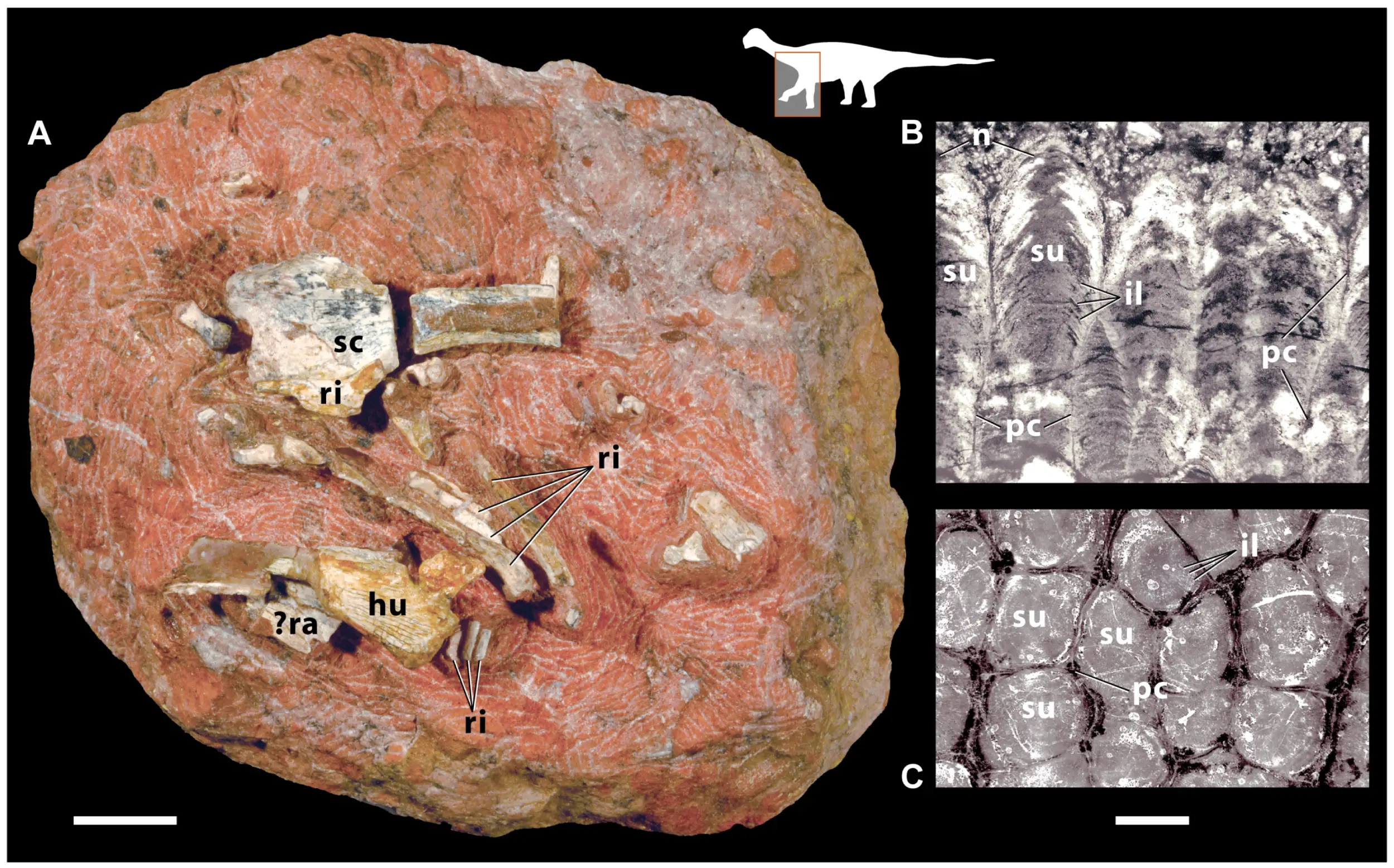 Wilson, J.A., Mohabey, D.M., Peters, S.E., & Head, J.J. (2010). Titanosaur hatchling and egg fossil. From Predation upon Hatchling Dinosaurs by a New Snake from the Late Cretaceous of India, PLoS Biology. Used under CC BY 2.5.*