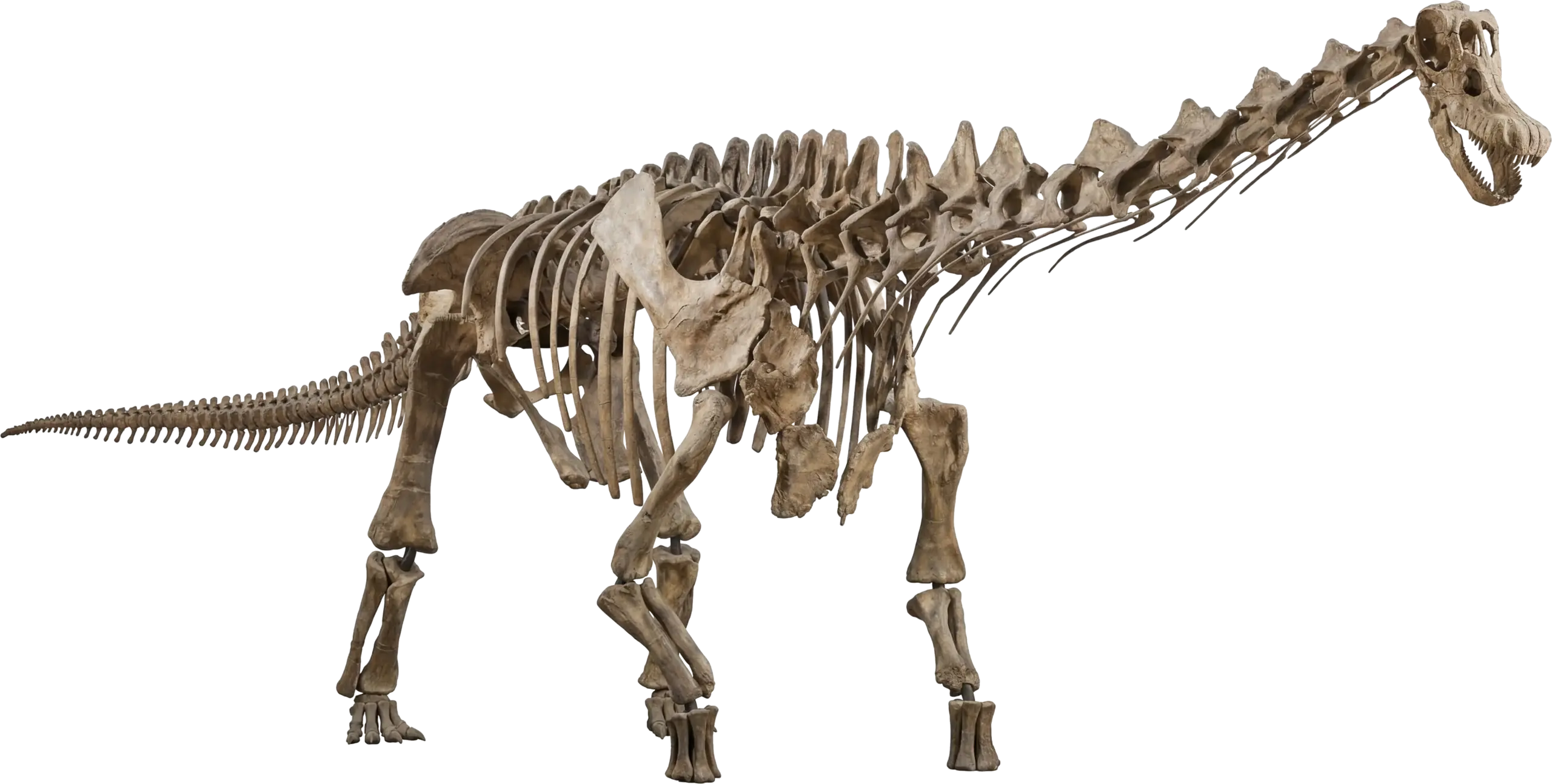 Titanosaur Peterborough Cathedral