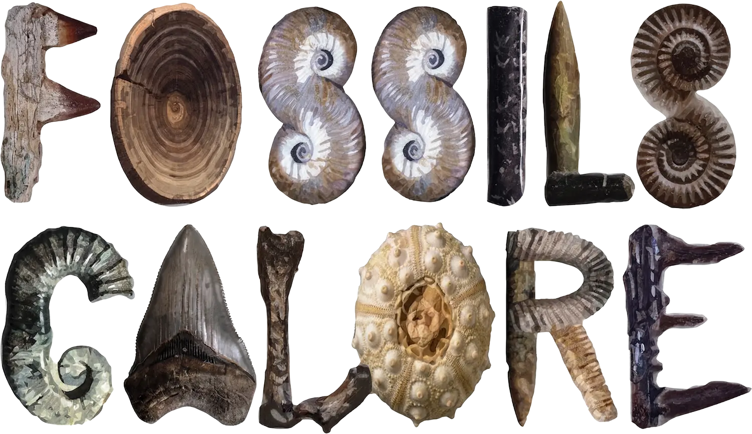 Fossils Galore