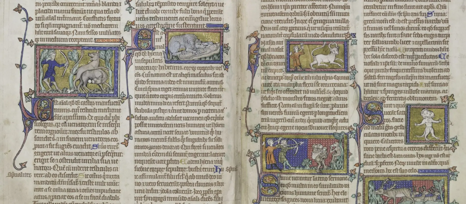 Illuminated animal miniatures in the Peterborough Bestiary