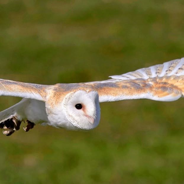 Falconry Day