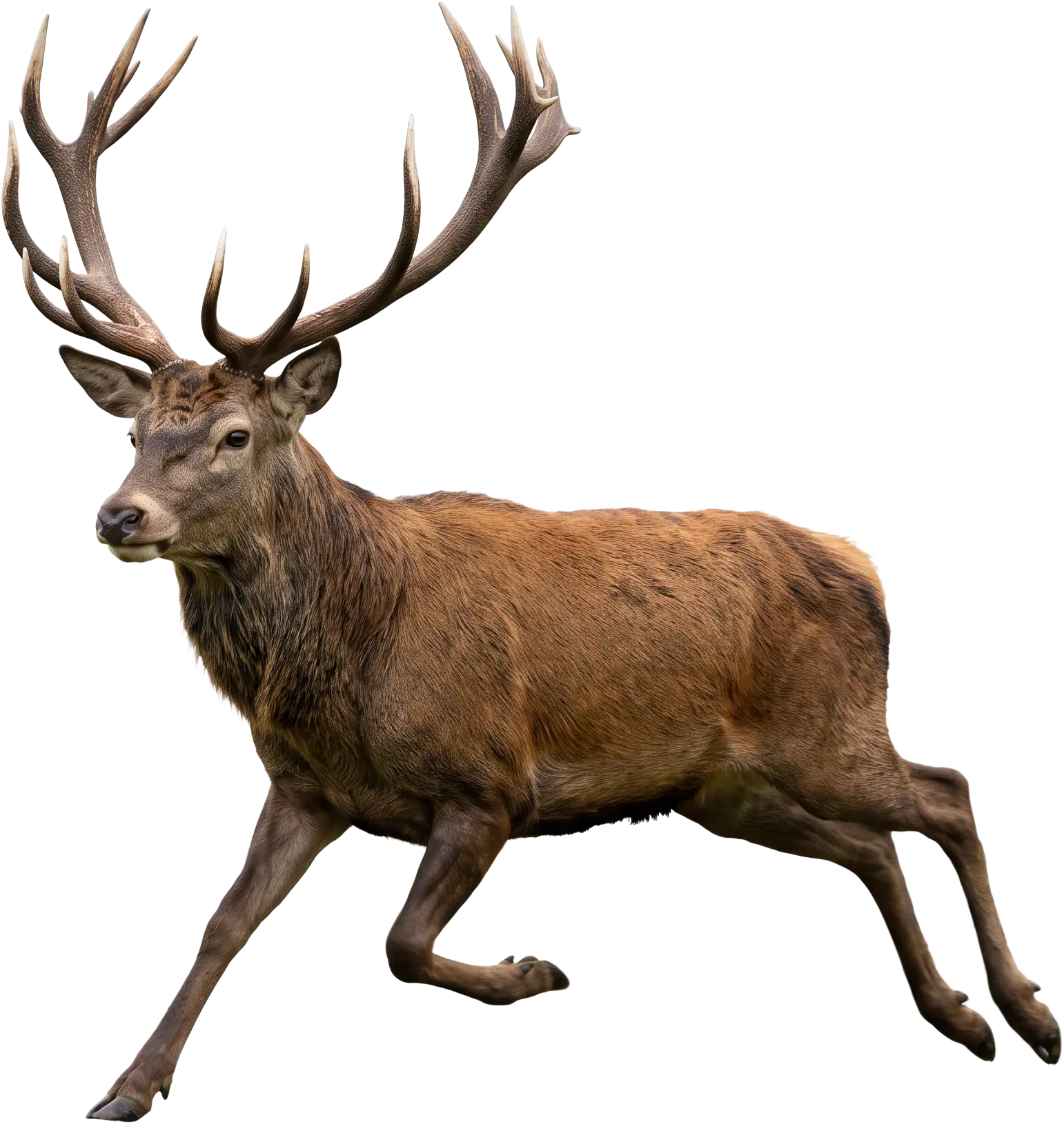 A red deer hart