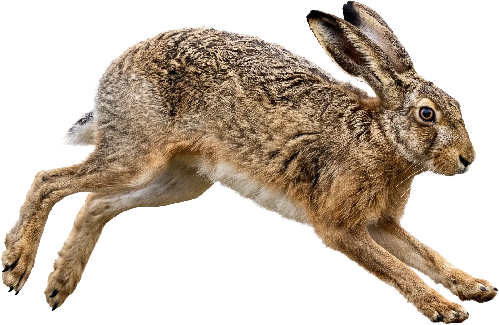 A hare, the animal associated with an old Peterborough fire omen