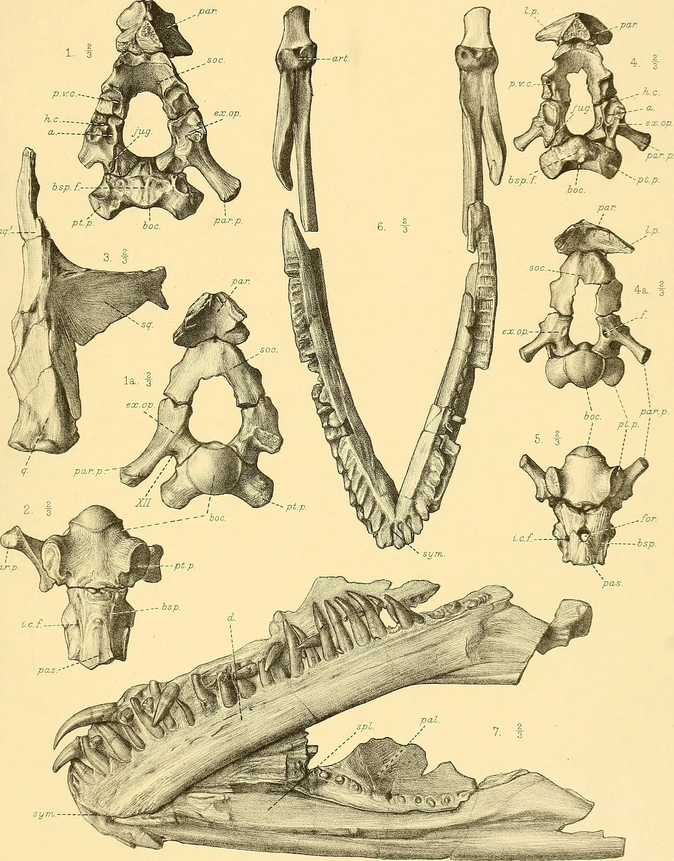 Historic scientific plate from the 1910 catalogue of the Leeds Collection