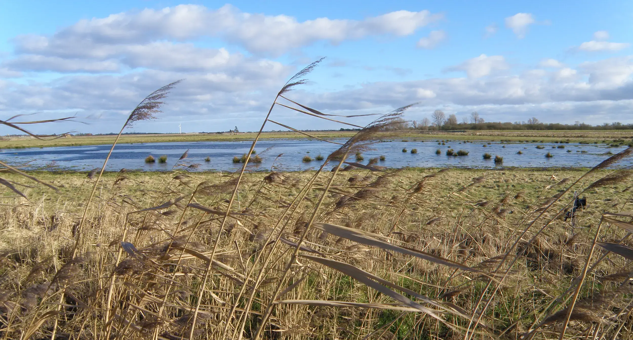 The Nene Washes landscape near Peterborough