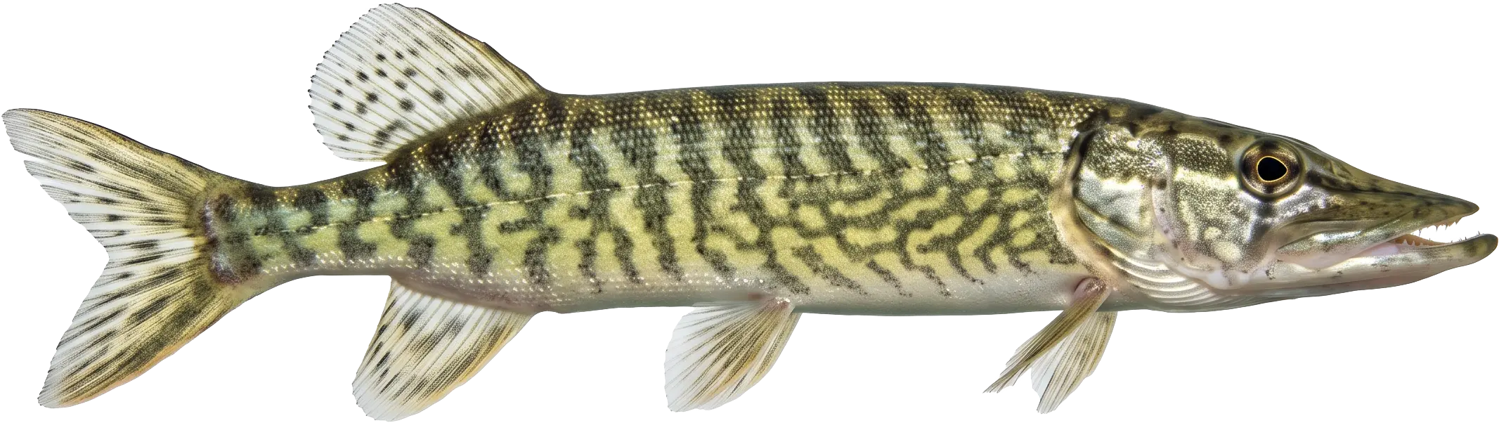 A pickerel, or young pike, recalling Peterborough's Paschal Pickerel tradition