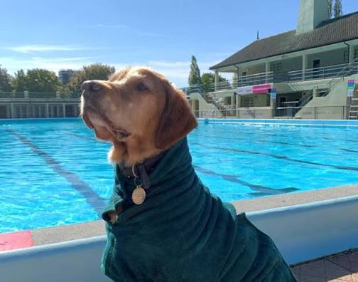 lido dog swim
